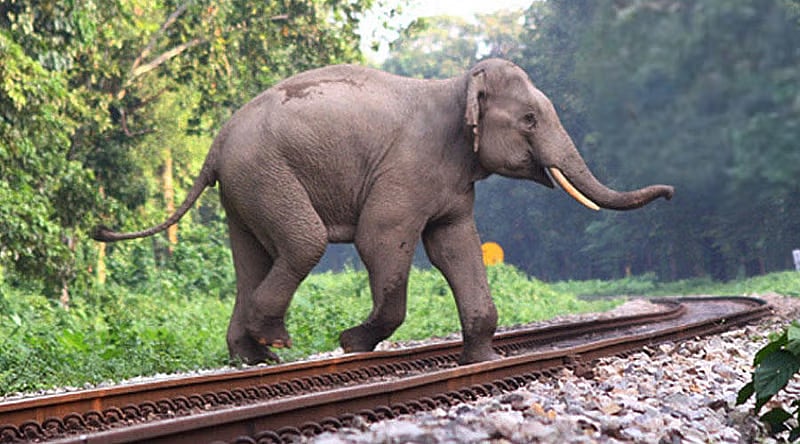 Tragedy on the Tracks