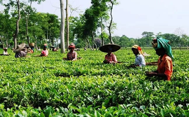 Popular Us Tea Types Behora Tea Estate Workers Halt Work, Demand 20% Bonus and On-Site ATM