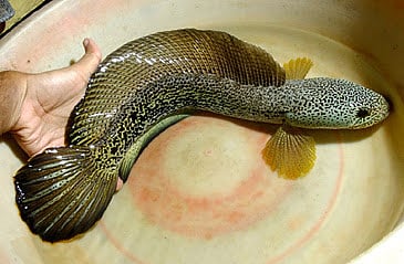 Assam: Cheng Garaka also known as Barca snakehead now target of