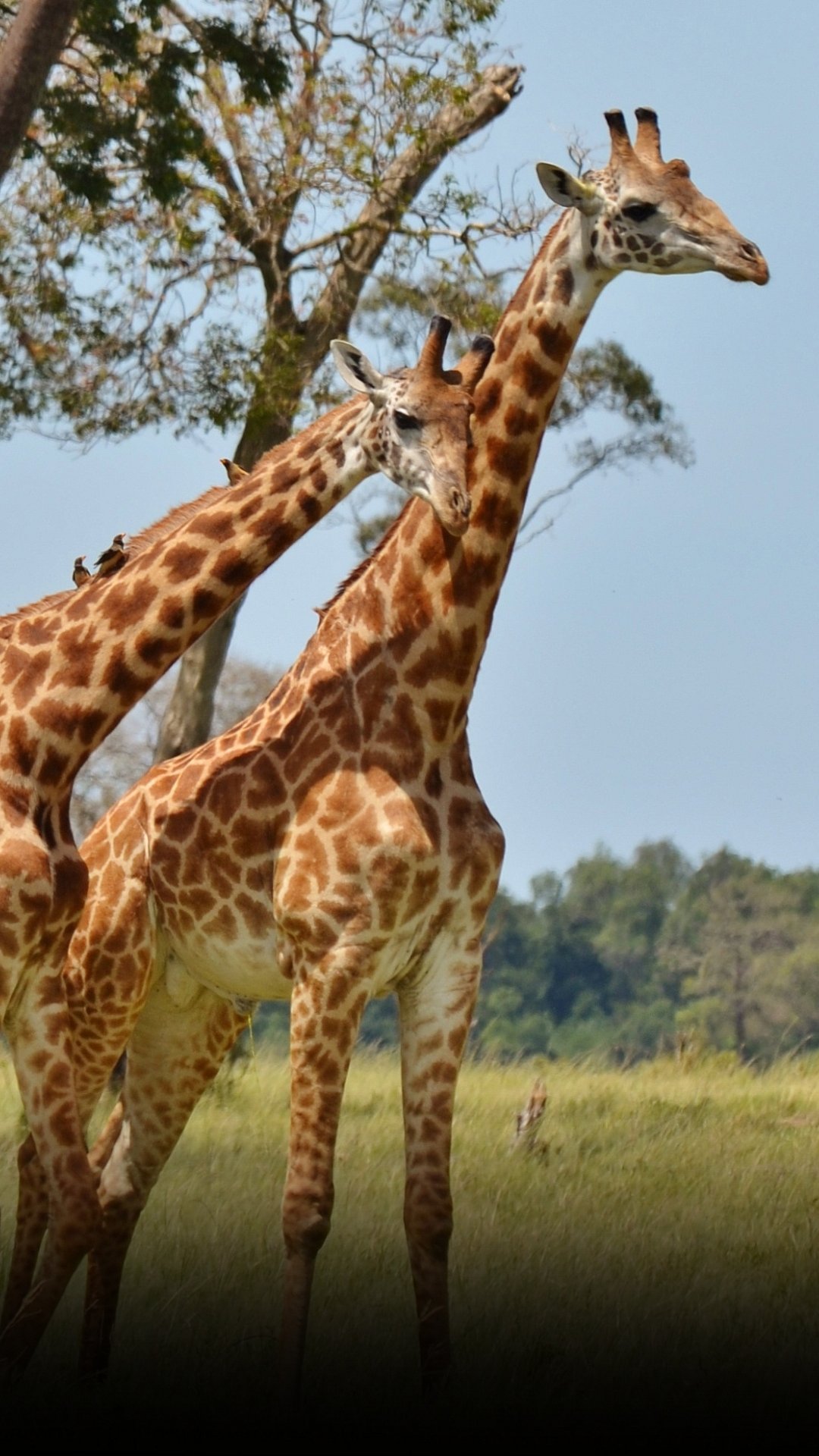 Giraffes May Soon Be Added to Endangered Species List: Report