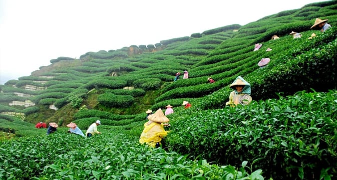 Assam Tea: Glorious 200 Years'