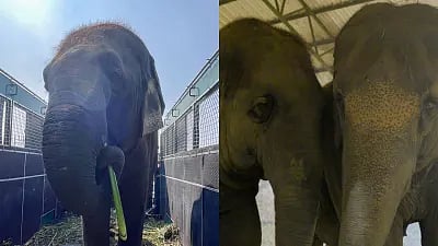 Anant Ambani's Vantara welcomes ISKCON elephants for rehabilitation