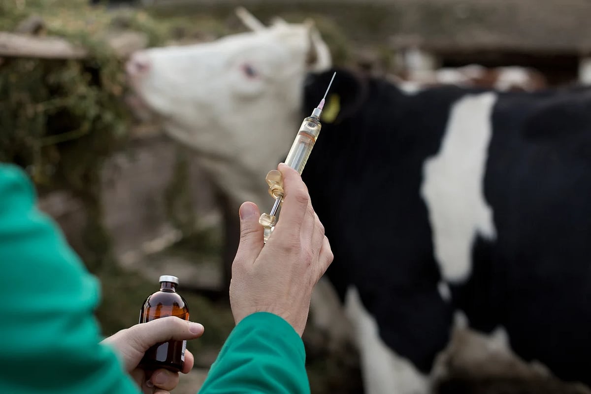 SSB Rangia Organizes Free Veterinary Camps to Aid Livestock Owners in ...
