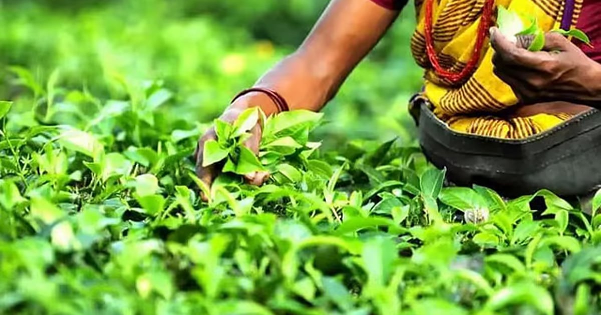 Assam: Attabarie PF Wins Award at 2025 Global Tea Championship