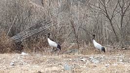 Arunachal: Rare Black-Necked Cranes Spotted for the First Time in West ...