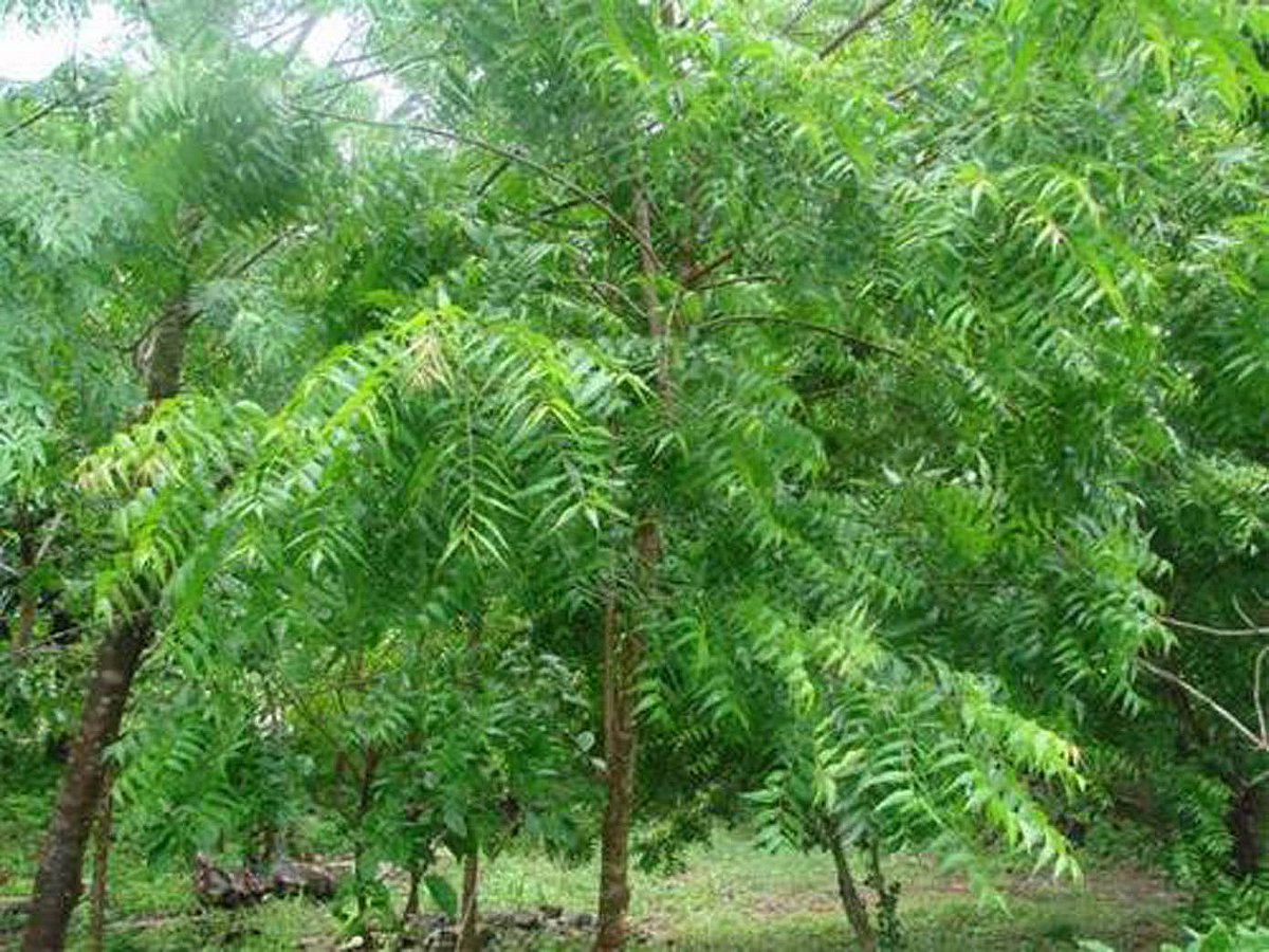 Neeme Tree Neem Tree Images Neem Tree, Indian Lilac, Azadirachta Indica | Eureka