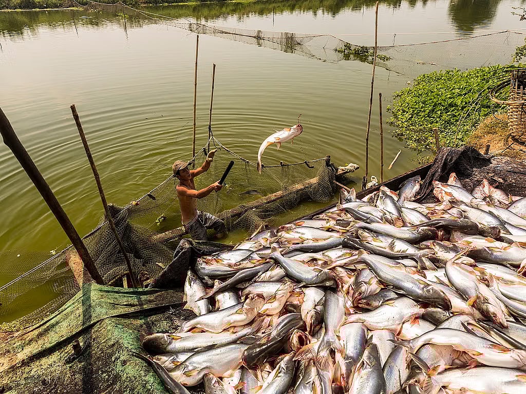 Fishing restrictions issued to boost fish production in Sonitpur