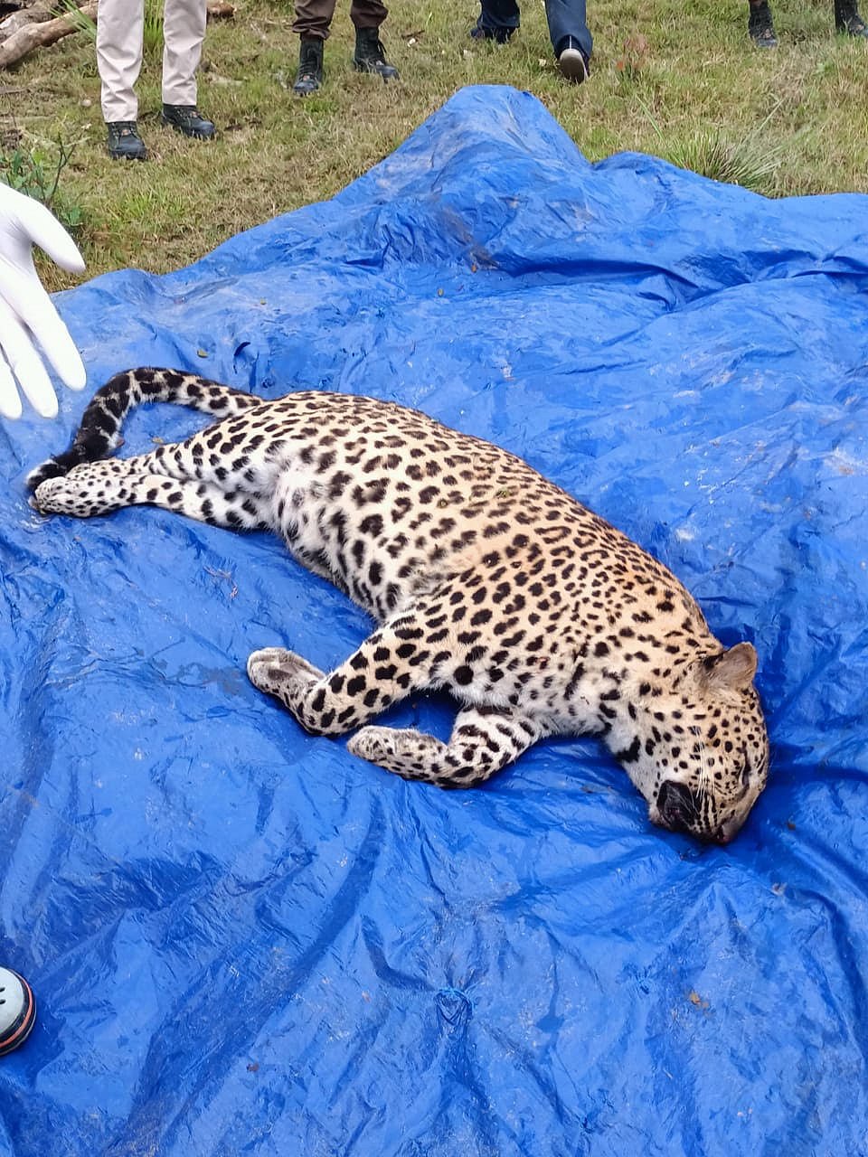 Assam: Leopard calf killed in vehicle collision in Kaziranga