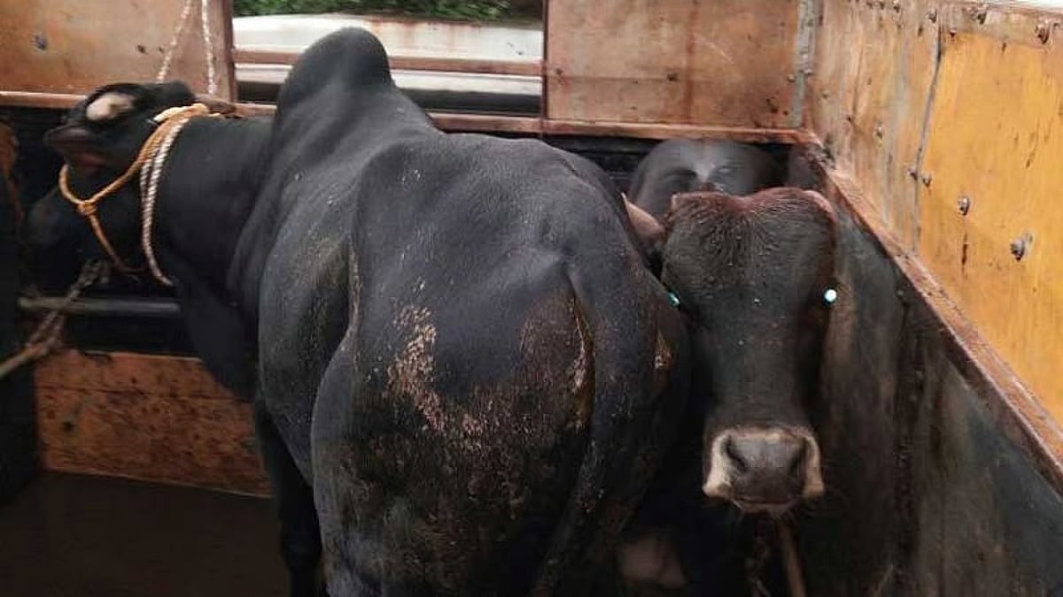 Cattle thieves caught with Vehicle in Bokakhat; recovered livestock