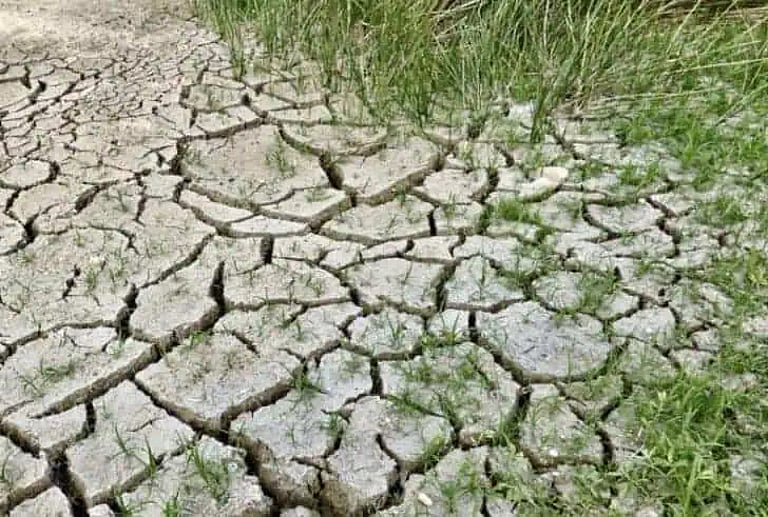 Type Doj NEADS calls for climate justice ahead of COP31 in Jorhat, Assam