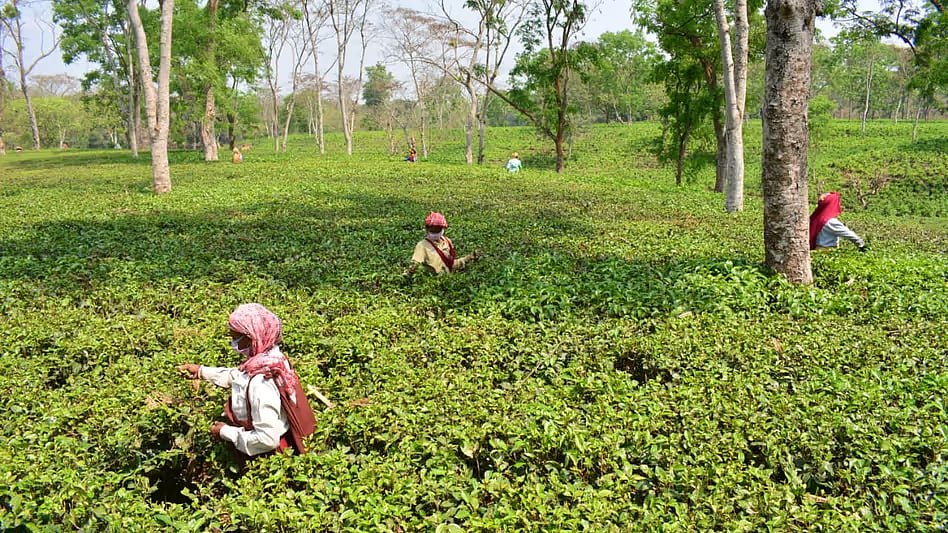 Fixing Assam tea’s pesticide testing bottlenecks