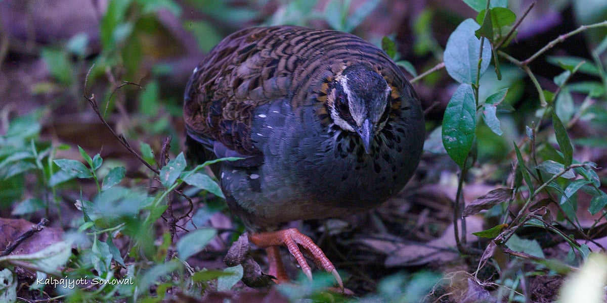 Rare species White-cheeked Partridge rescued in Dehing Patkai