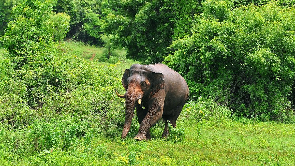 Wild elephant menace keeps Kuruwabahi farmers awake at night