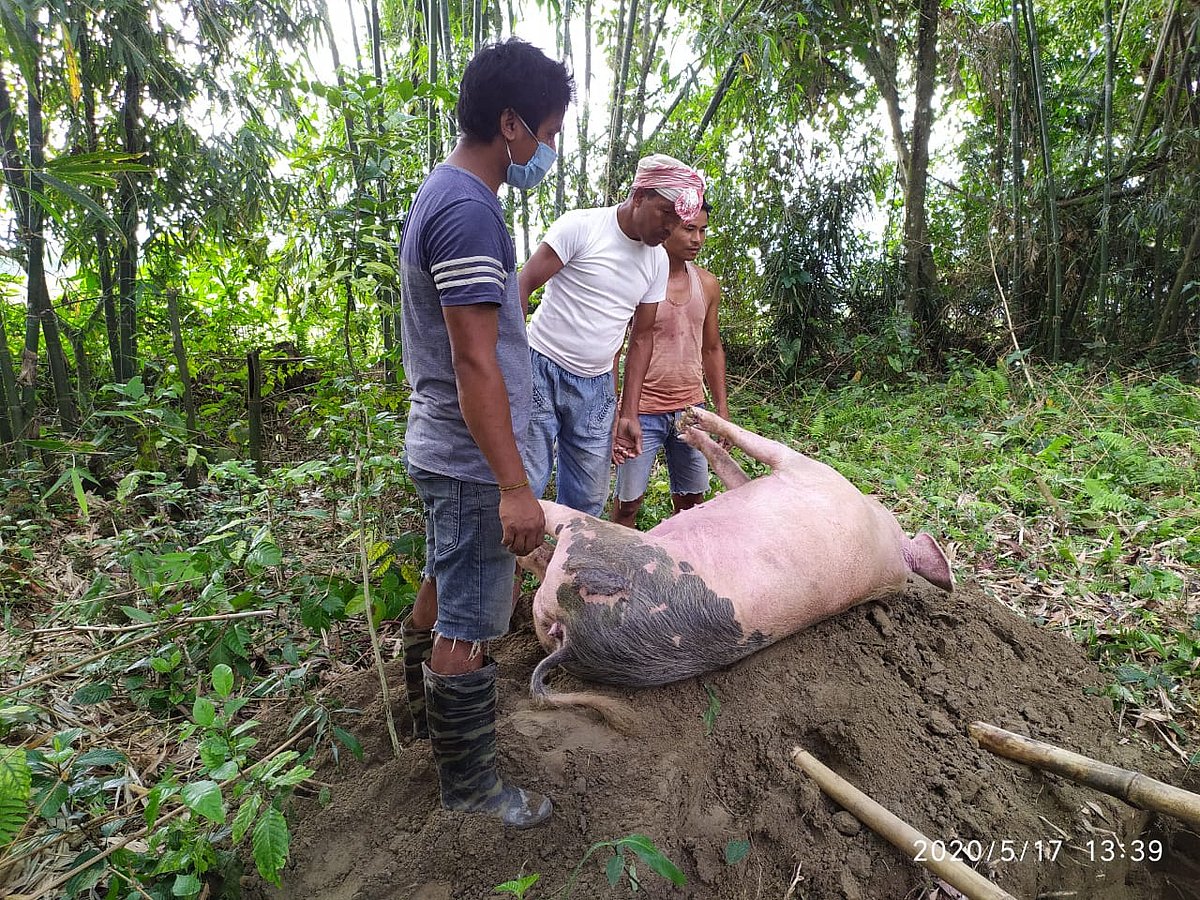 ASF Alert: Assam Culls Positive Pigs at Border Check Gates