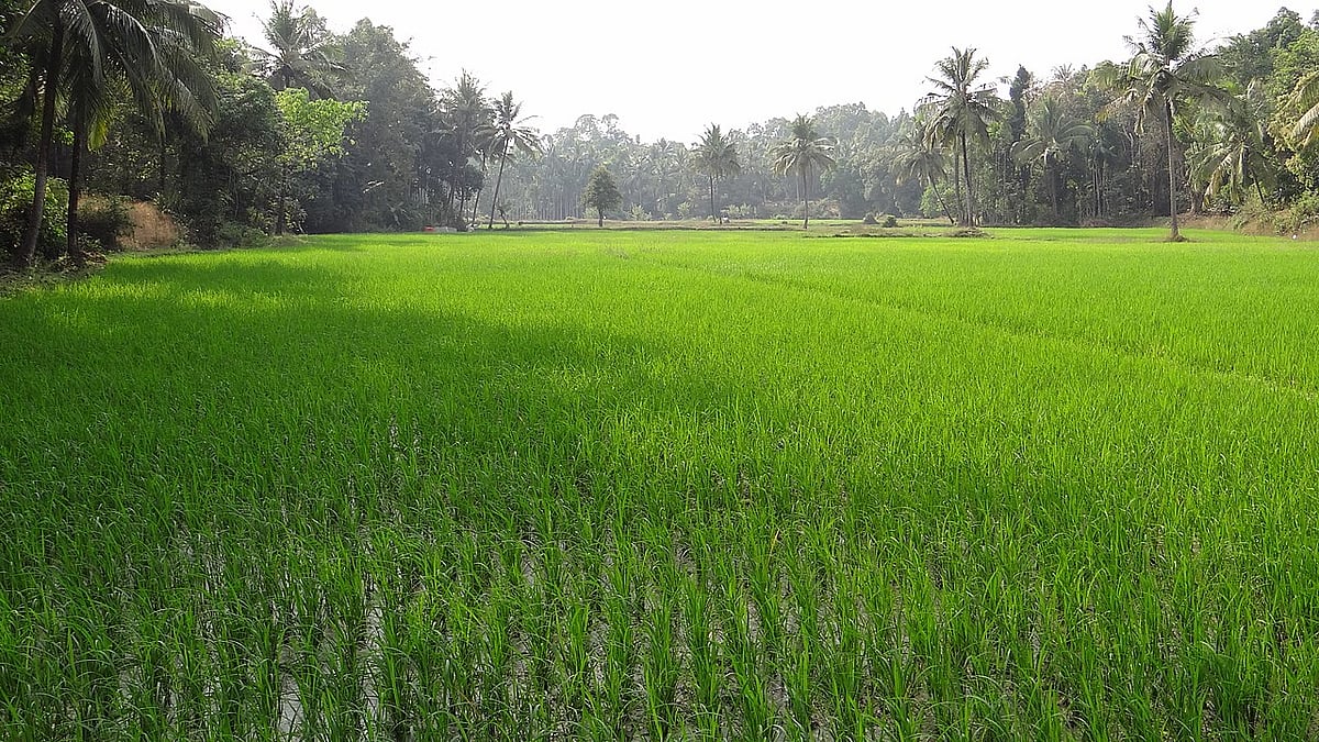 Agriculture's contribution to Assam GSDP spikes by 80%