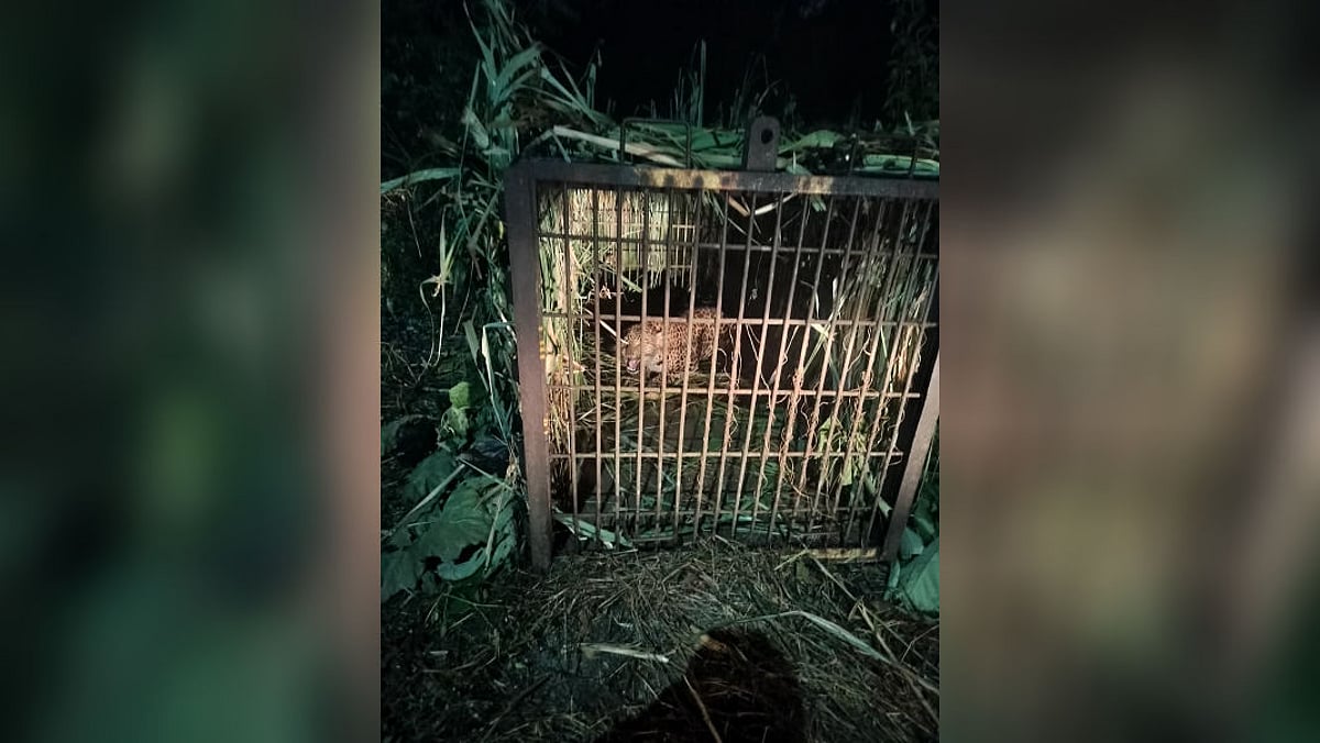 Leopard captured near BCPL industrial complex in Dibrugarh