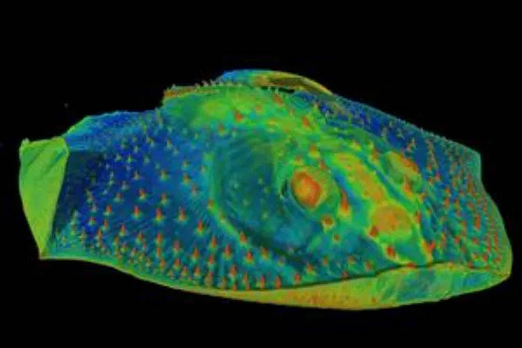 These ancient fish are likely to be blamed for toothaches in cold