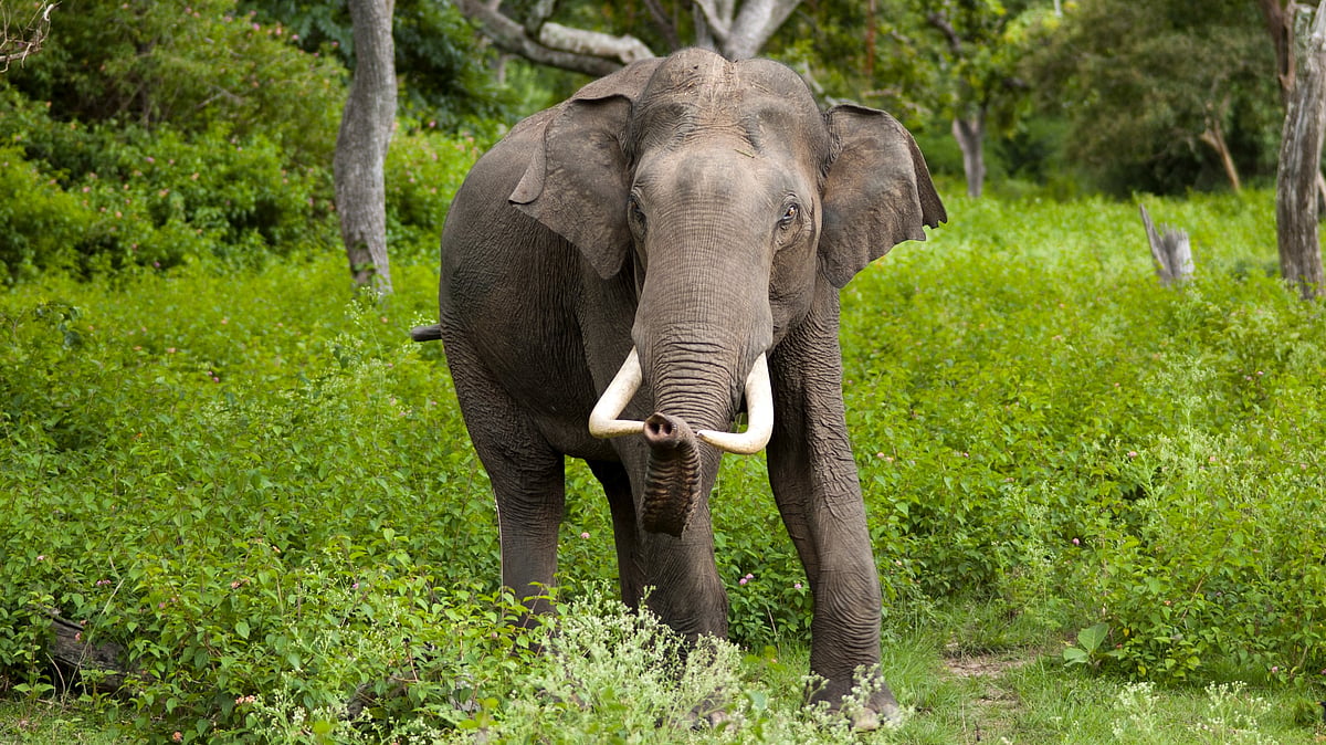 Assam: Tamulpur launches awareness drive to curb human-elephant conflict