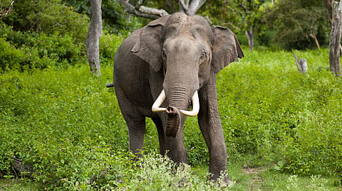 Assam: Tamulpur launches awareness drive to curb human-elephant conflict