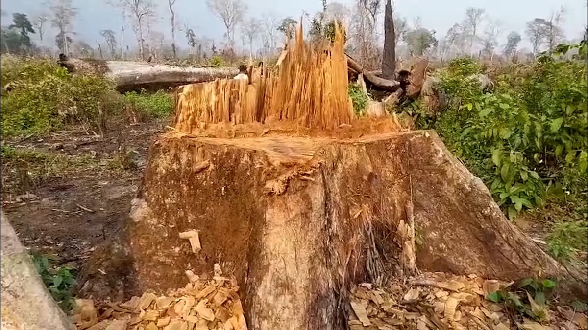 Rampant tree felling, encroachments at Sikhna Jwhwlao National Park