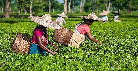 Assam holds first Tea-RWE convention for rural women entrepreneurs