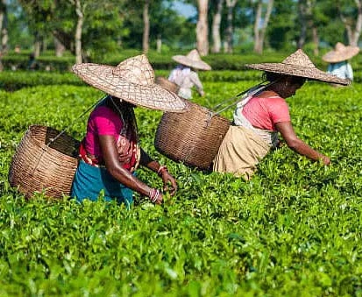 Indian Tea Exports Surge in 2025 Despite Climate Challenges