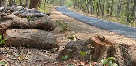 Are the guidelines on compensatory planting being followed in state?