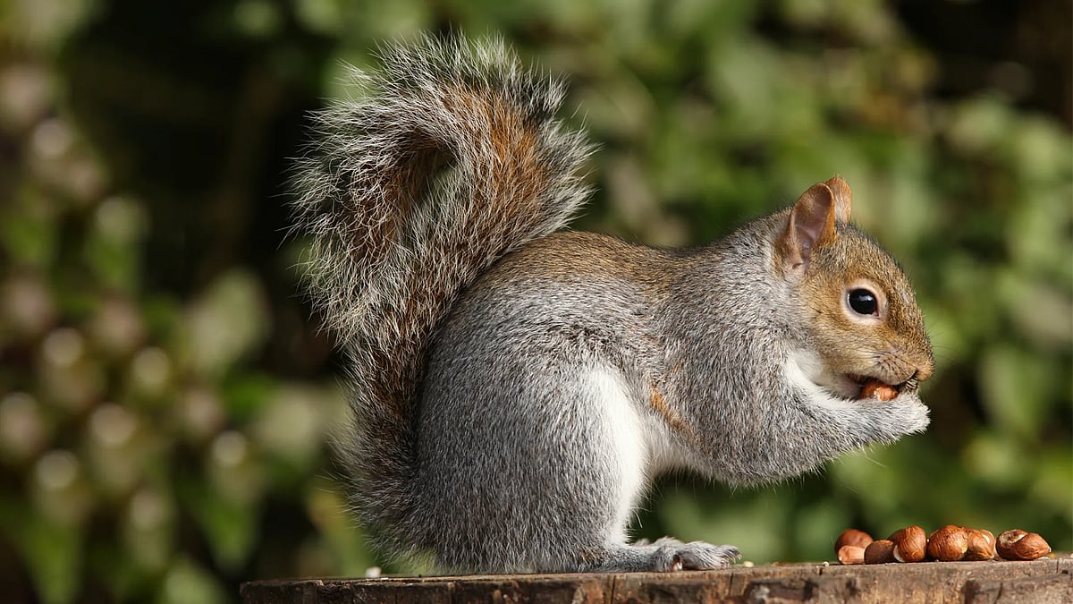 Squirrel infestation wreaks havoc on crops in Doomdooma villages