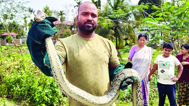 9ft Python 9-foot python rescued from sootea residence, handed over to forest ...