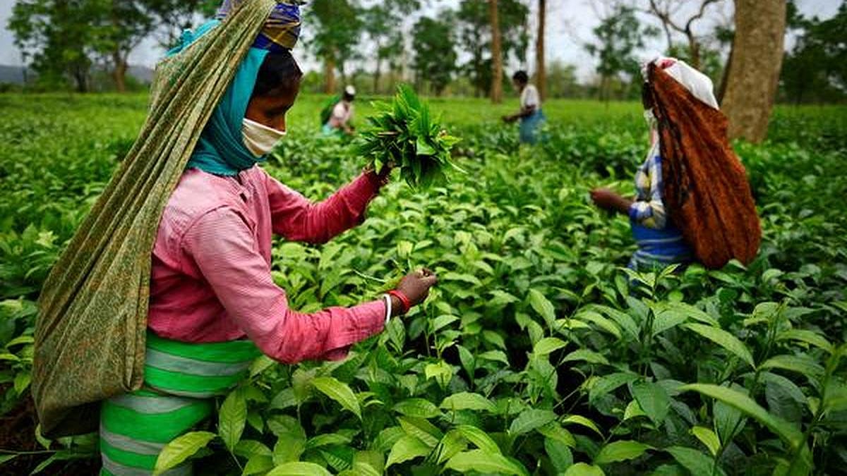 Assam Govt Orders Tea Gardens to Pay Bonuses by October 5