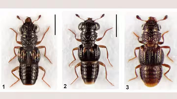Three new rove beetle species discovered in forests of Arunachal Pradesh