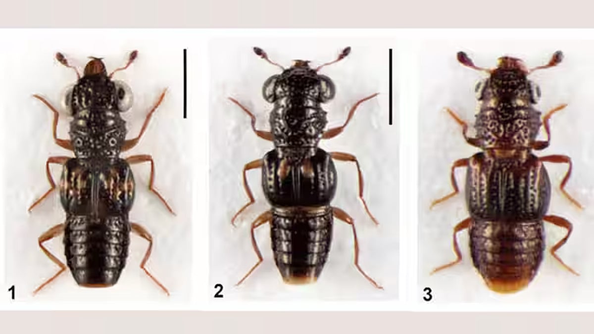 Three new rove beetle species discovered in forests of Arunachal Pradesh