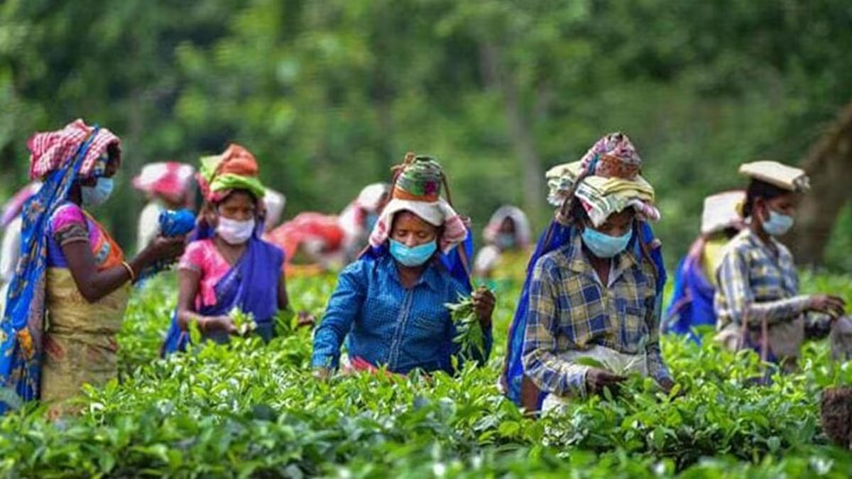 Tea export concerns