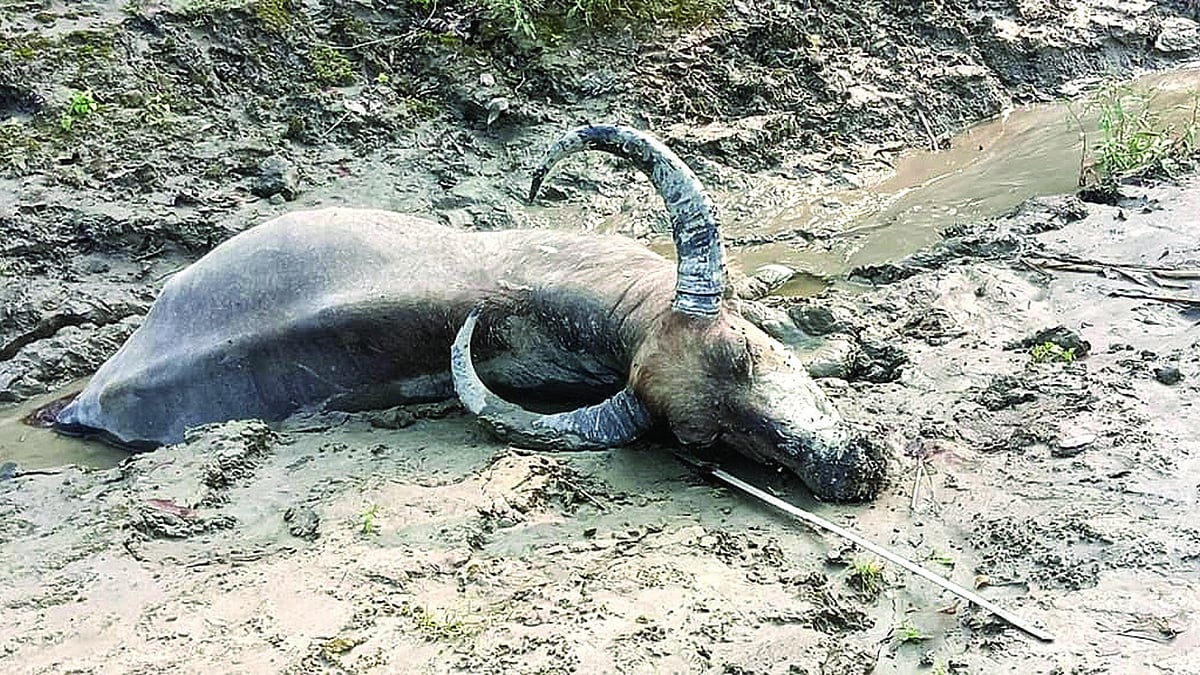 Wild buffalo found dead on Brahmaputra sandbar at Dakhal Colony in Azara