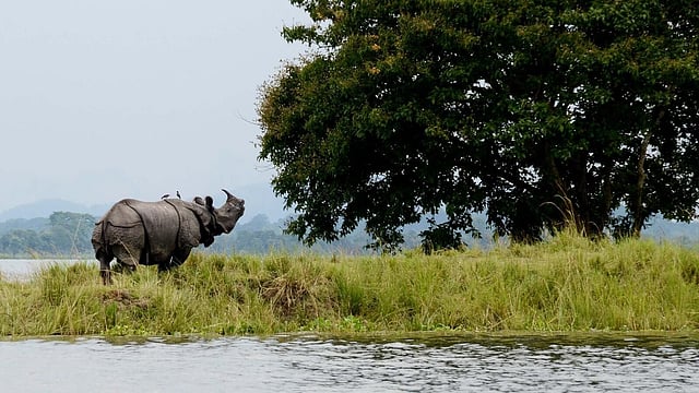 Stray Rhino from Kaziranga National Park and Tiger Reserve creates ...