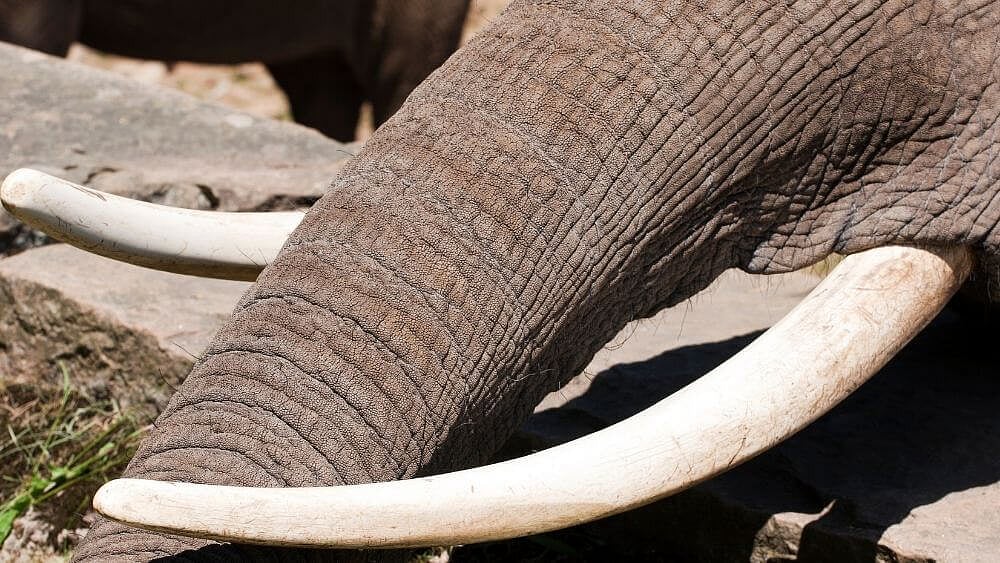 Tusk-hacking case: NGO action without official nod raises eyebrows