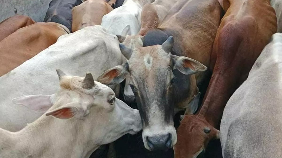 Palasbari police bust alleged cattle syndicate; two held, animals rescued