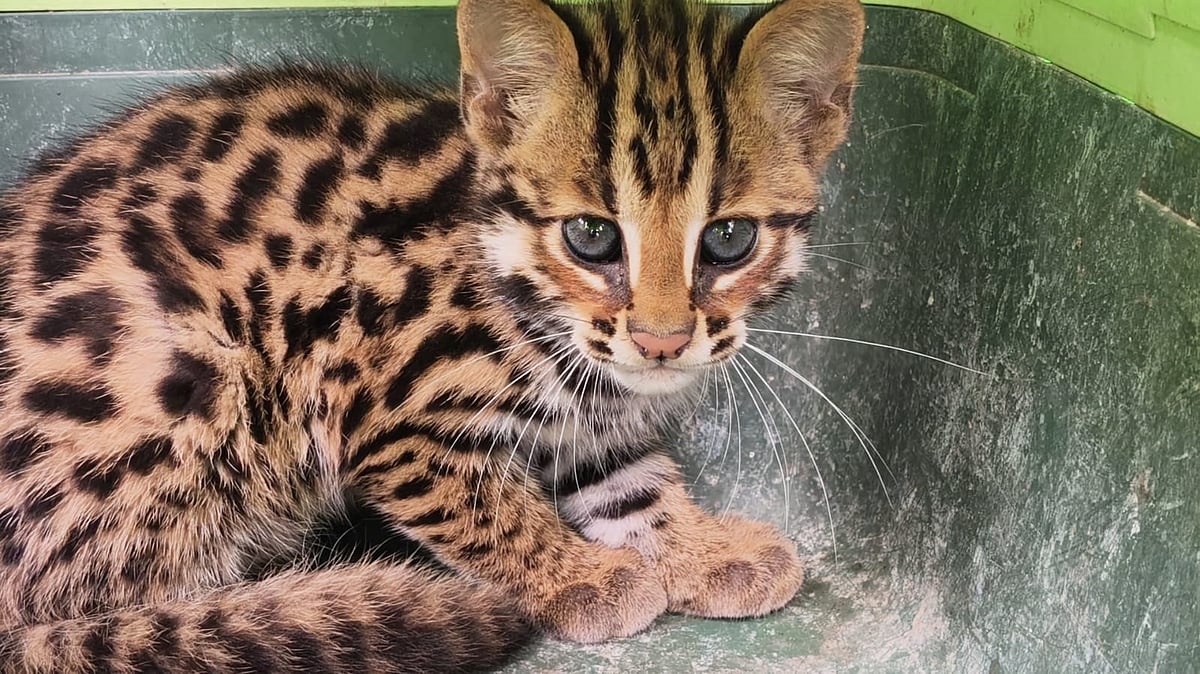 Leopard Cat Rescued from Container Truck in Jamugurihat, Sent to ...