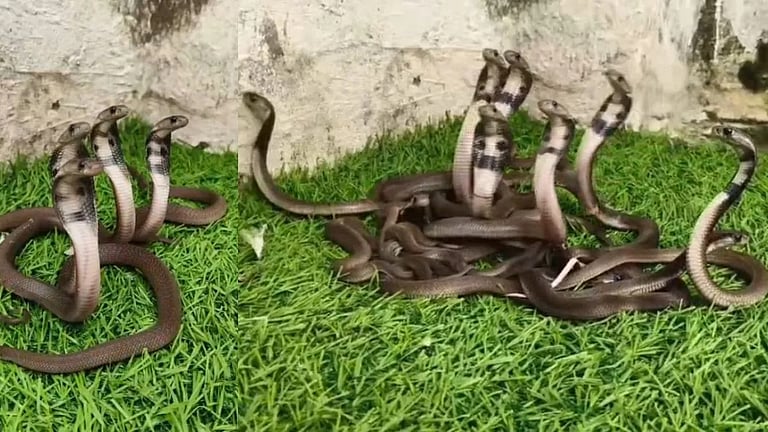 Home Guard Nurjamal Rescues 1,020 Snakes in 8 Years Around Kaziranga