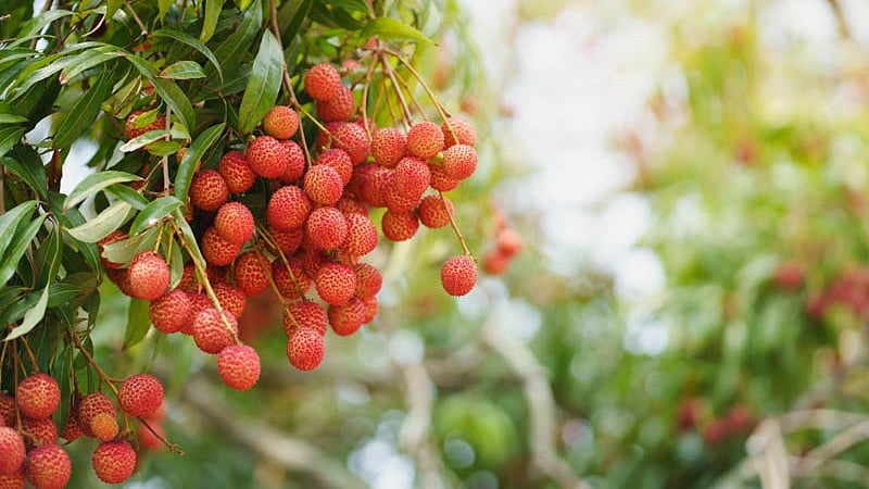 Assam: Tezpur Litchi Festival-2026 to showcase region’s GI-tagged litchi