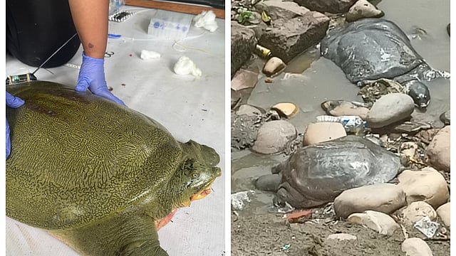 First-ever satellite tagging of Ganges softshell turtle in Kaziranga ...