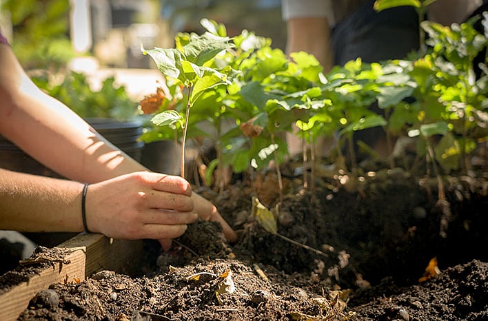 Saplings distributed at ‘One Tree in Mother’s Name’ programme in ...