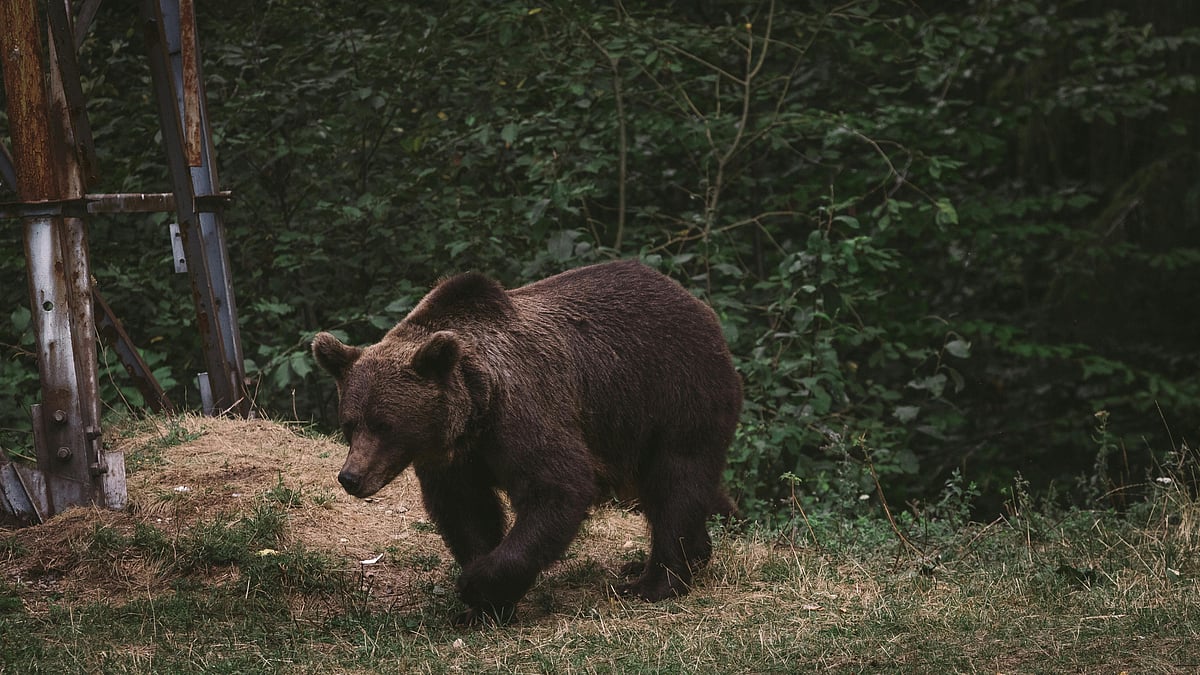 Wild bear seen roaming freely in Dergaon’s Chokial area, forest team ...