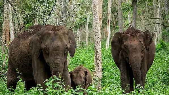 Arunachal Pradesh records highest elephant presence, unveils plan to ...