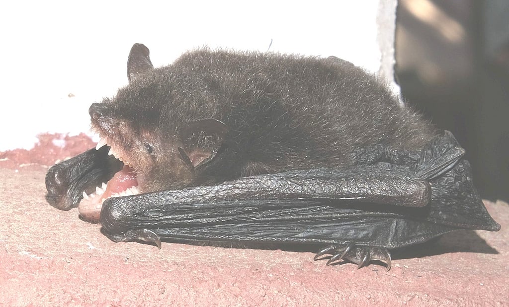 Two Southeast Asian Bat Species Documented in India for First Time in ...