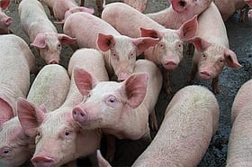 African Swine Fever Detected in Three Kohima Villages, One‑km Quarantine Imposed