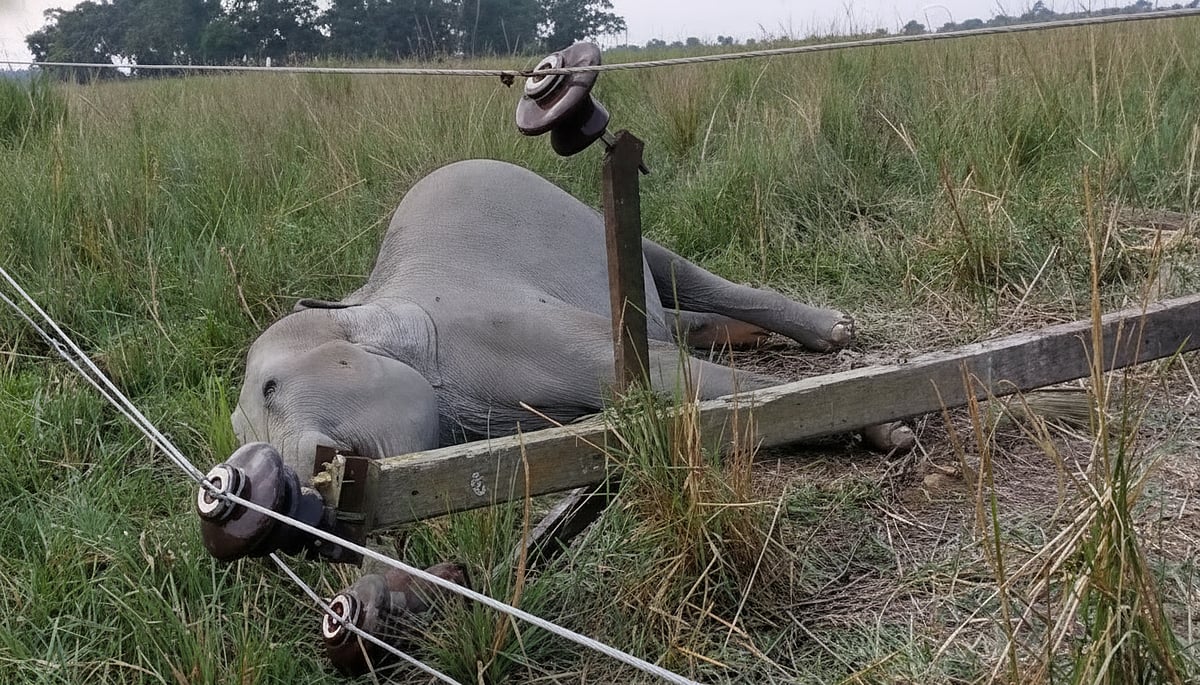Elephant Electrocution: APDCL Insulates Power Lines Across Assam’s ...