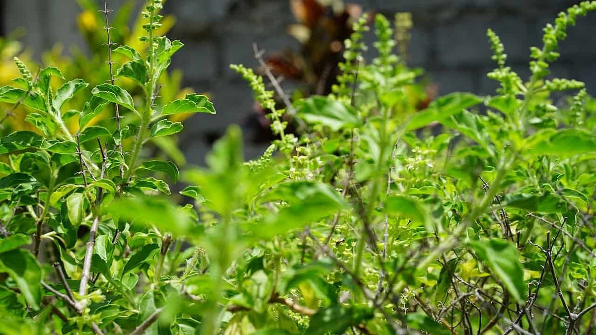 Not just a plant