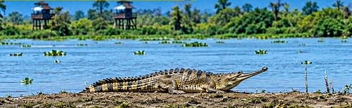 Rare and Endangered Gharial Spotted at Lohit-Brahmaputra Confluence in ...