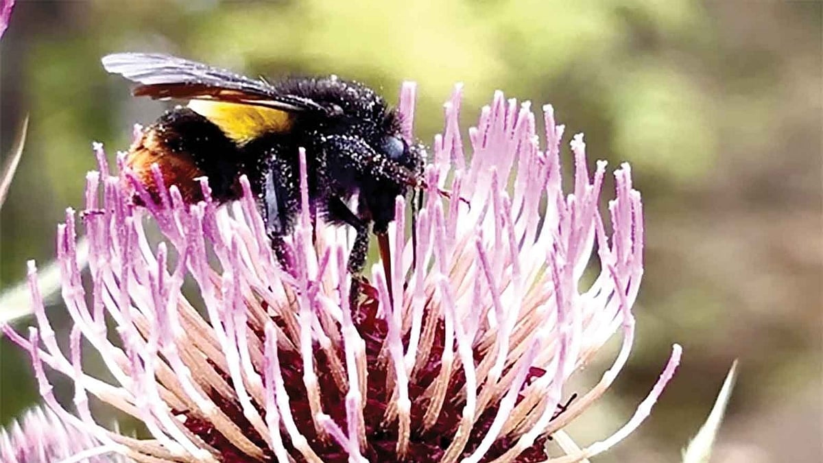 ZSI survey finds rich wild bee diversity in Arunachal’s Tawang
